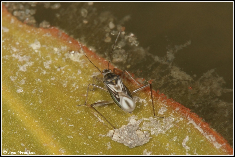 Heteroptera d''Israele: Mesovelia vittigera